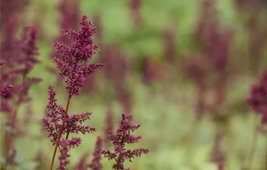 Astilbe x arendsii 'Glut'