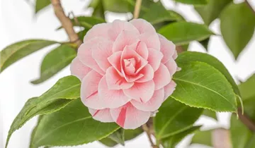 Zum Vergrößern klicken Bildvorschau