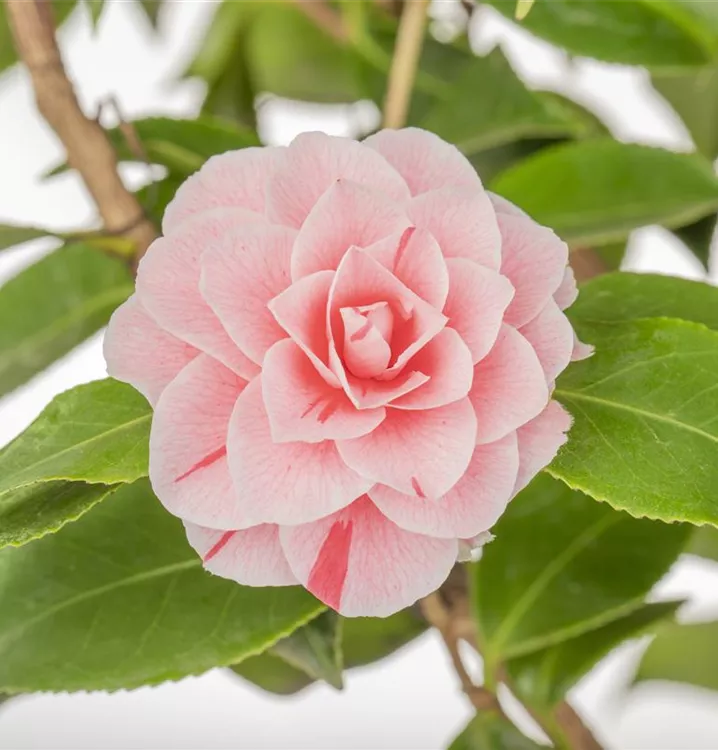 Kamelie japonica 'Bonomiana' Kamelie japonica 'Bonomiana'