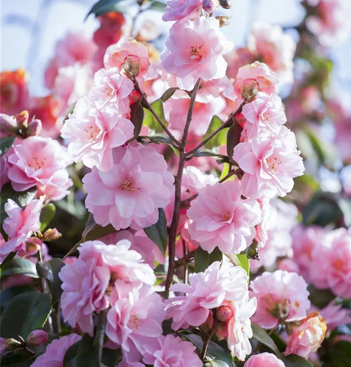 Kamelie 'Spring Festival'