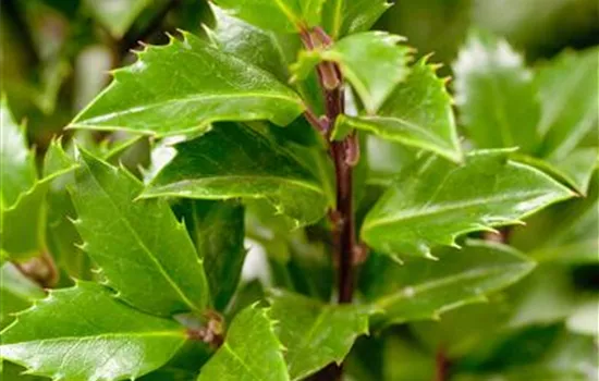 Ilex meserveae 'Heckenpracht' -S- Ilex meserveae 'Heckenpracht' -S-