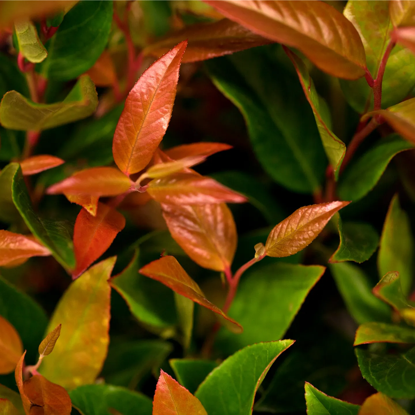 Leucothoe 'Zeblid'
