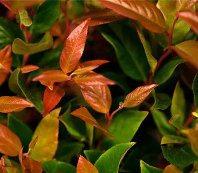 Leucothoe 'Zeblid'