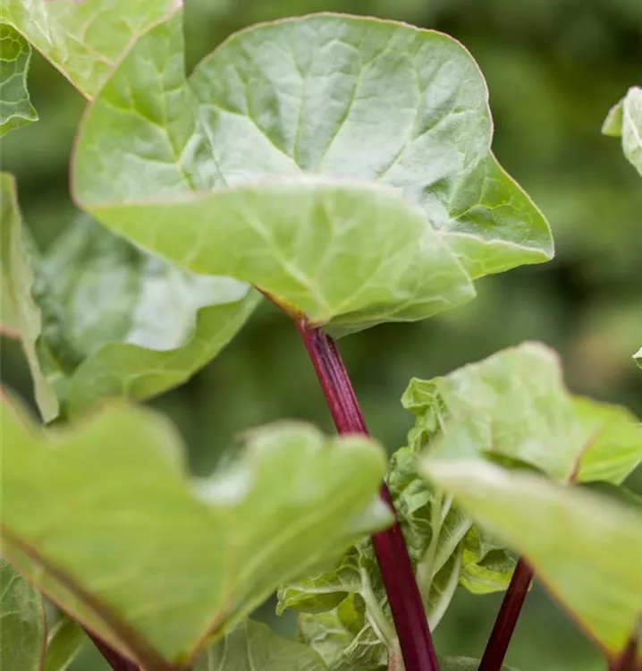 Rhabarber 'Holsteiner Blut'