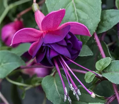 Fuchsia x cultorum i.S.