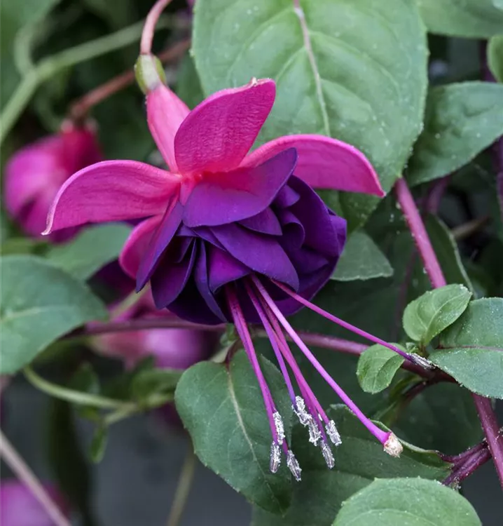 Fuchsie