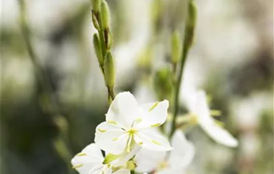 Gaura lindheimerii 'Siskyou Pink'