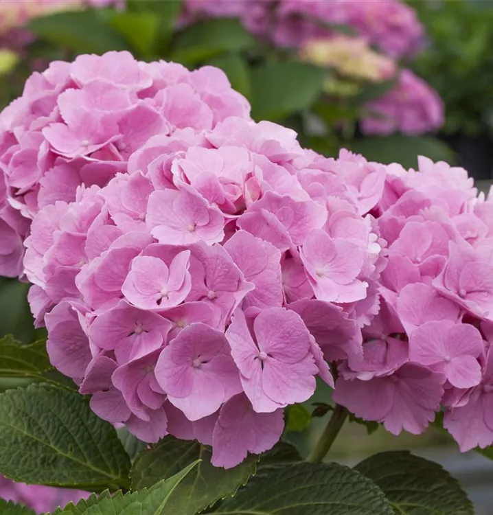 Bauernhortensie 'Forever & Ever' Pink -R-