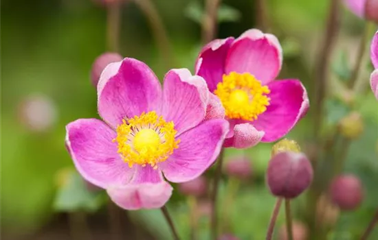 Anemone hupehensis 'Praecox'