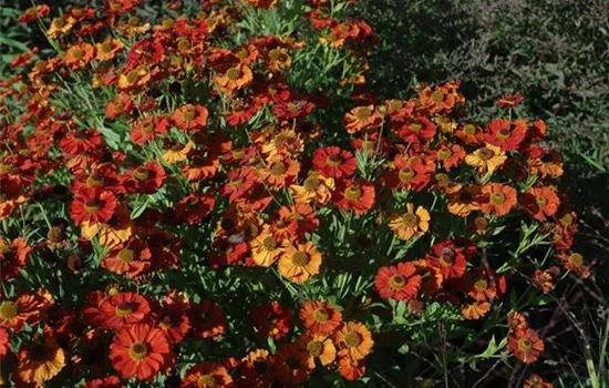 Helenium x cult.'Moerheim Beauty'