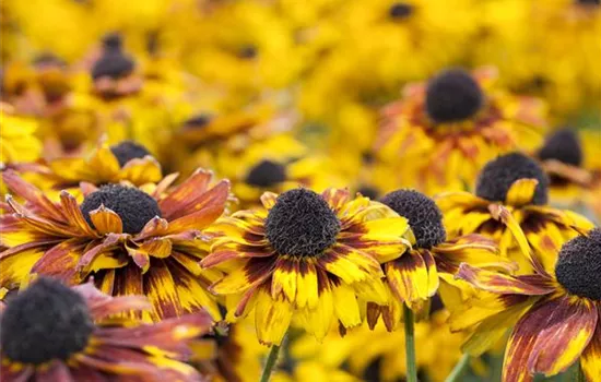 Rudbeckia fulgida 'Little Gold Star' -R-