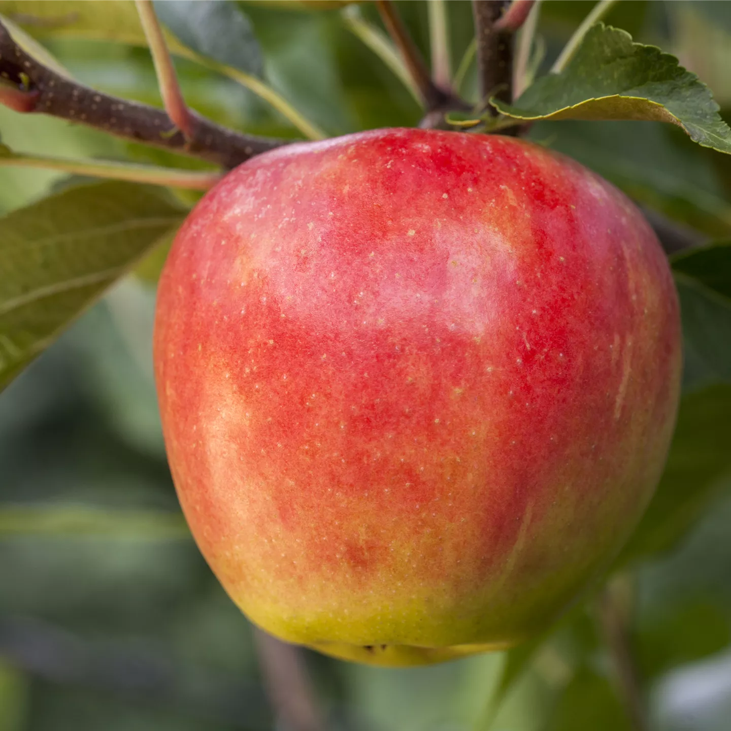 Malus 'Santana' -S- CAC