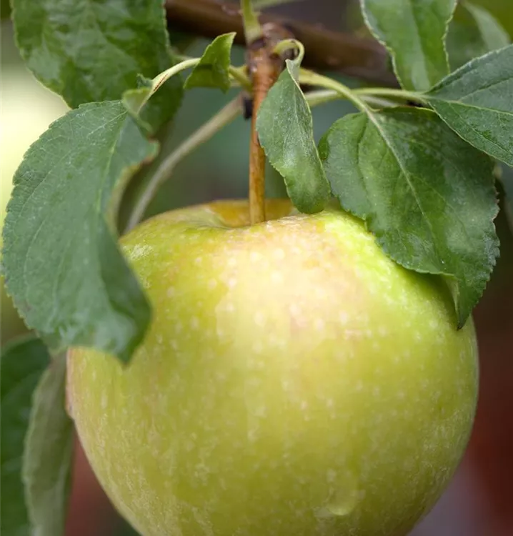 Apfel 'Pinova' -S- mittel