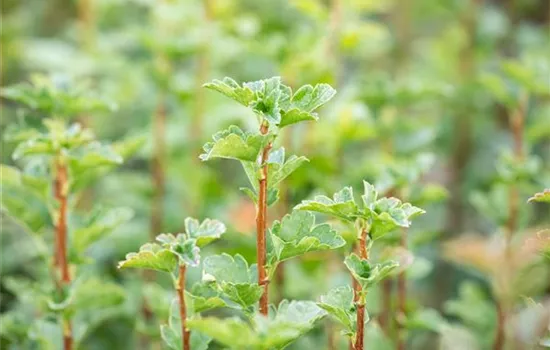 Ribes alpinum 'Schmidt'