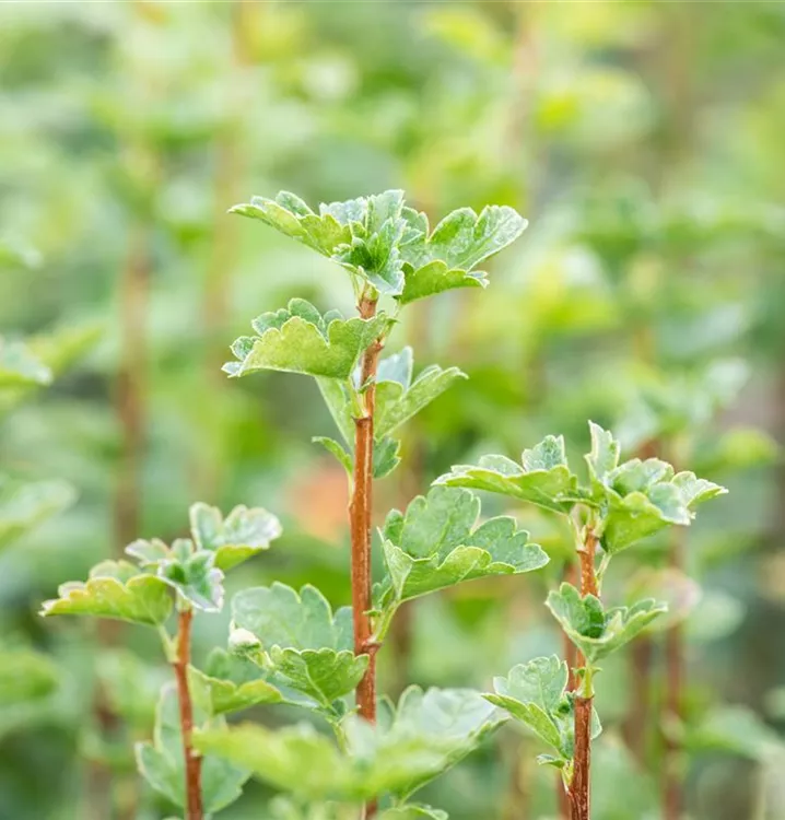 Alpen-Johannisbeere 'Schmidt'
