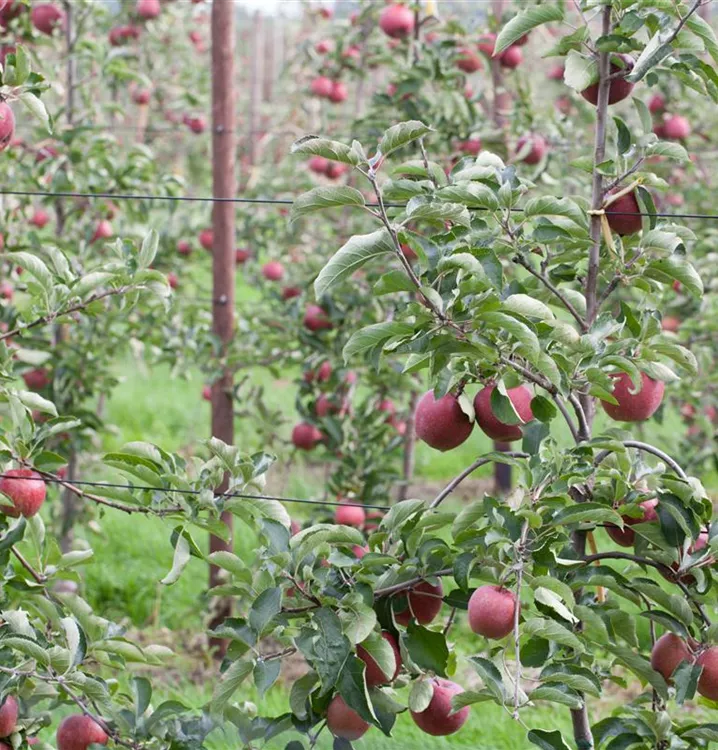 Apfel 'Roter Gravensteiner' mittel
