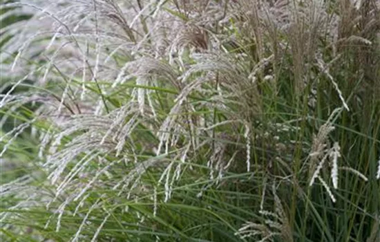 Miscanthus sinensis 'Federweißer'