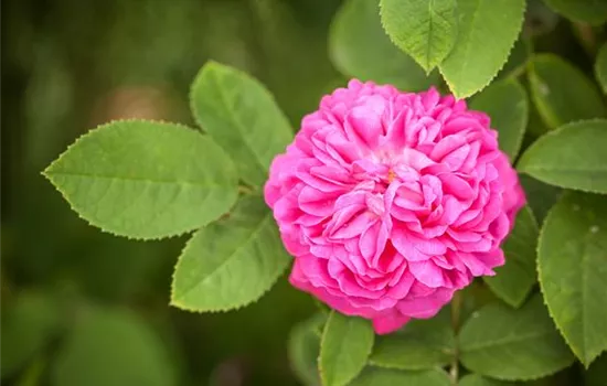 Rosa 'Rose de Resht' STR