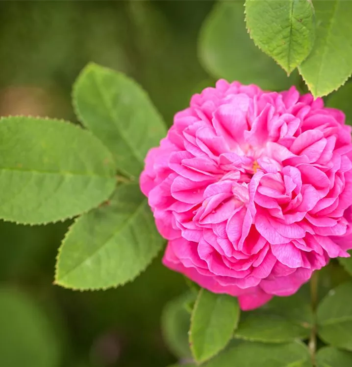 Strauchrose 'Rose de Resht'