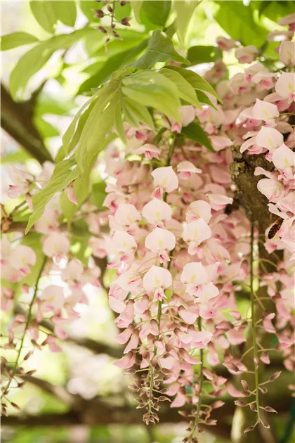 Wisteria floribunda 'Rosea', Synonym - GartenBaumschule Becker
