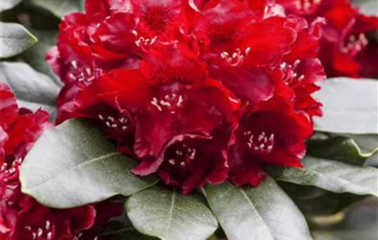 Rhododendron Hybr.'Cherry Kiss' -R-