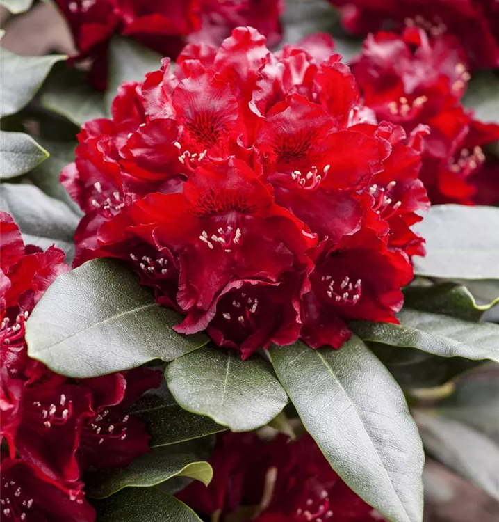 Rhododendron-Hybride 'Cherry Kiss' -R-
