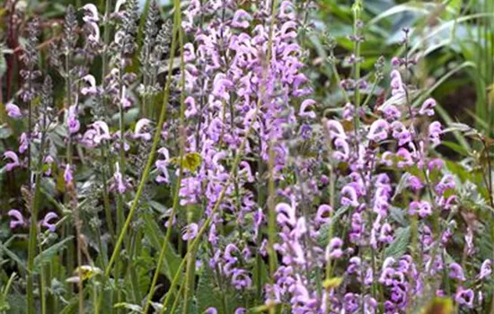 Salvia pratensis 'Rose Rhapsody'