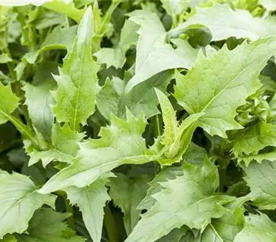 Silphium perfoliatum 'Maya'