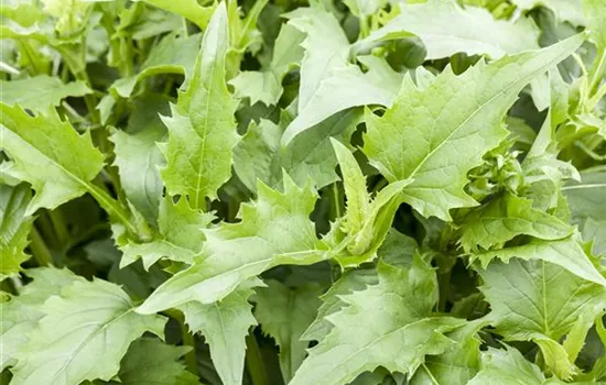 Silphium perfoliatum 'Maya'