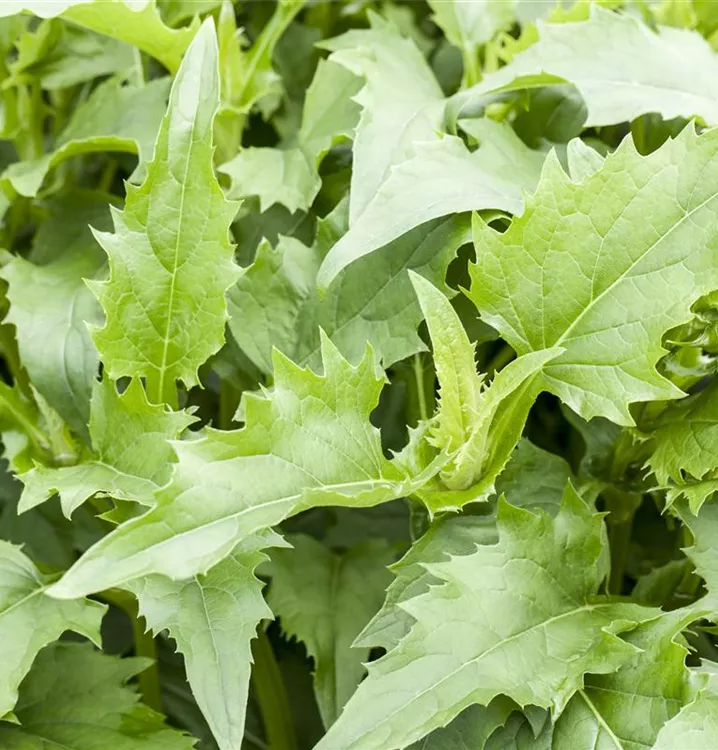 Verwachsenblättrige Becherpflanze