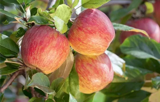 Malus 'Gala' CAC
