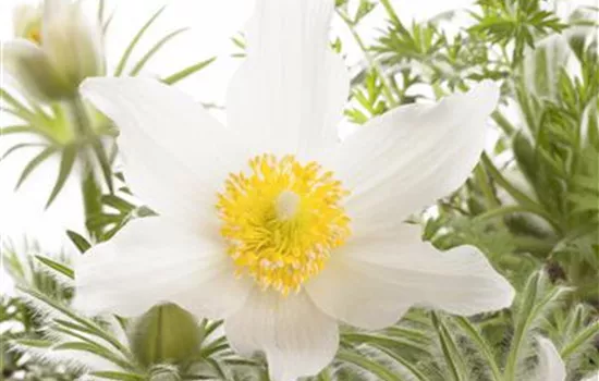 Pulsatilla vulgaris 'Alba'