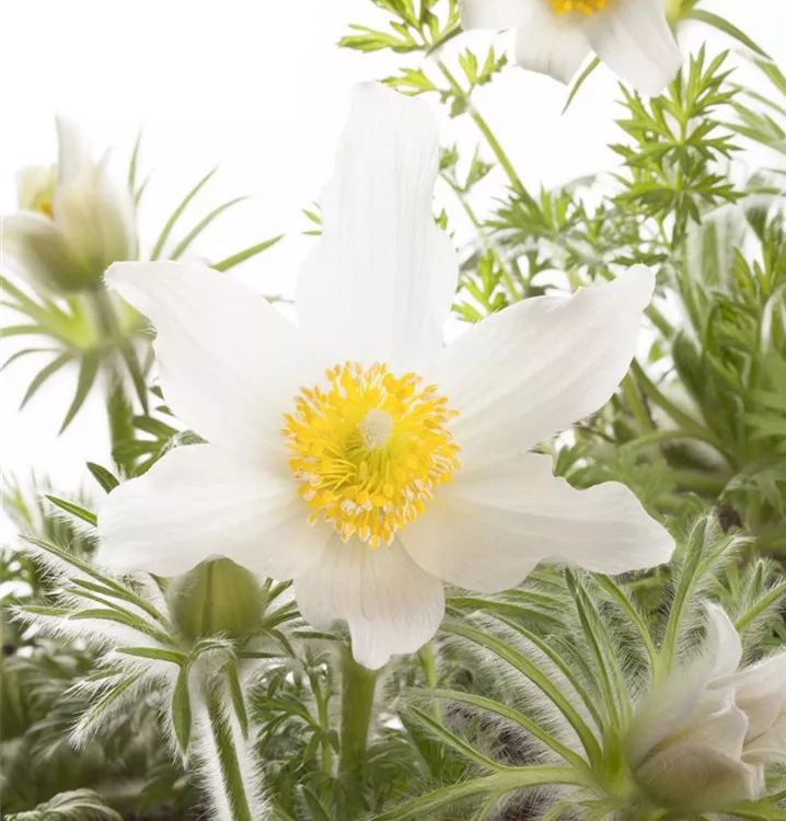 Weißblühende Kuhschelle