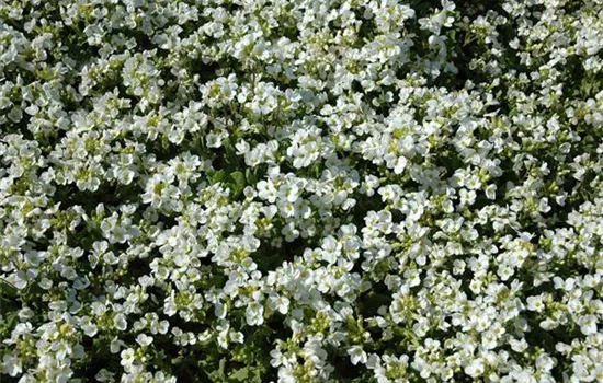 Arabis caucasica 'Schneehaube'