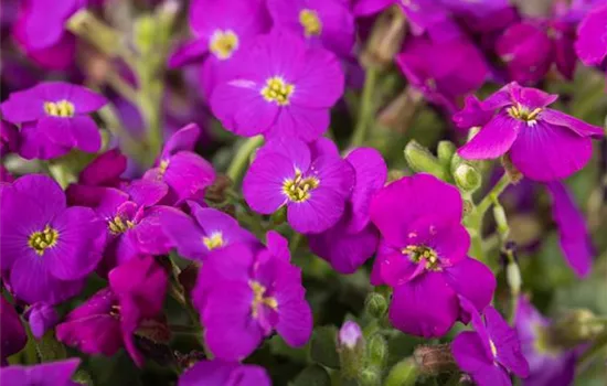 Aubrieta x cult.'Kitte Blue'