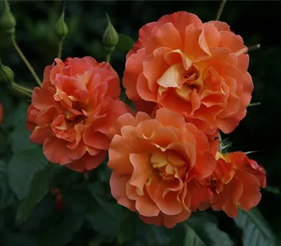 Rosa 'Westerland' -R- STR