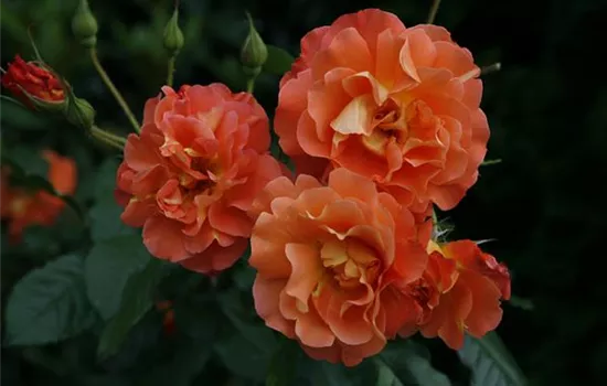 Rosa 'Westerland' -R- STR