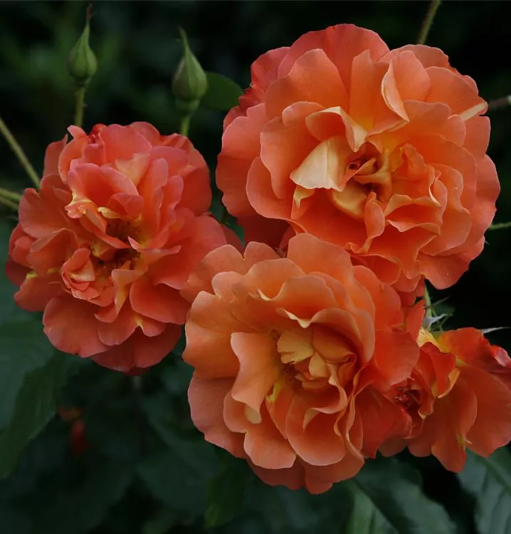 Strauchrose 'Westerland' -R-