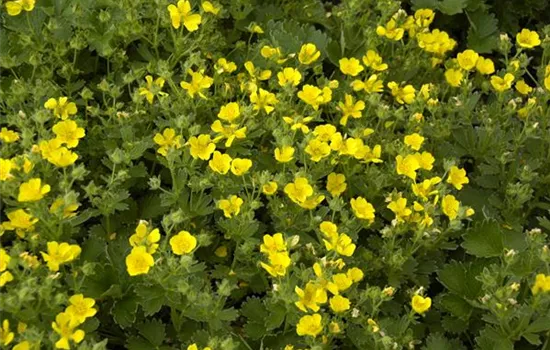 Potentilla megalantha