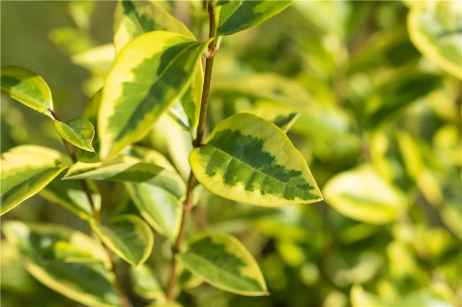 Ligustrum ovalifolium 'Aureum', Goldliguster - GartenBaumschule Becker