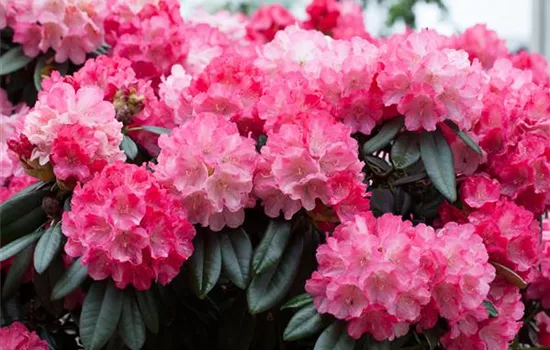 Rhododendron yak.'Fantastica'