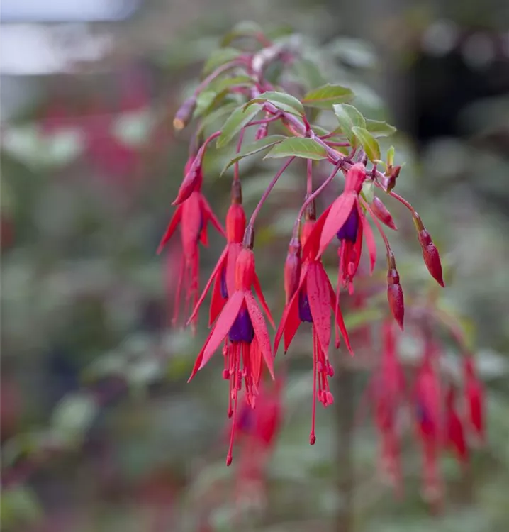 Garten-Fuchsie