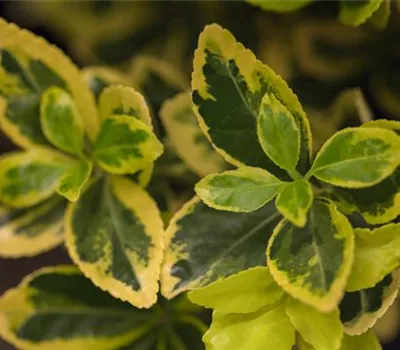 Euonymus japonicus 'Marieke'