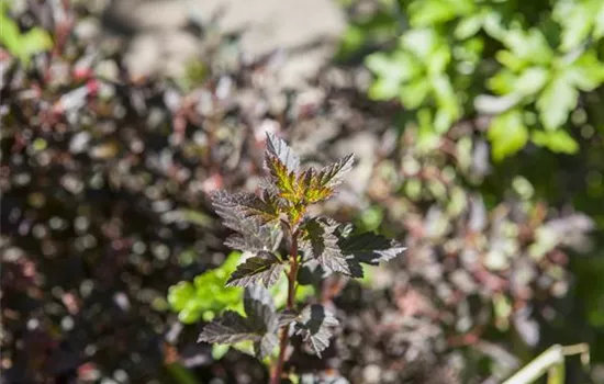 Physocarpus opulifol.'Little Devil' -R-