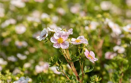 Potentilla fruticosa 'Pink Queen'