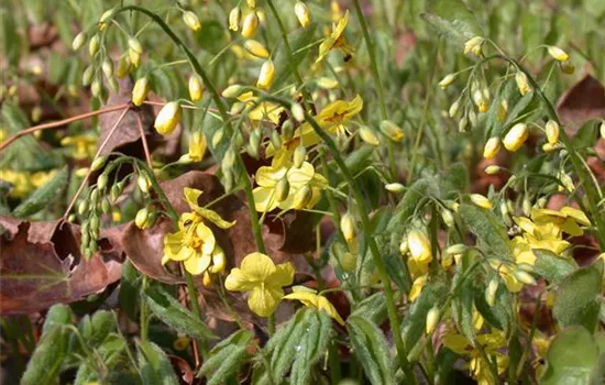 Epimedium pinnatum ssp.colchicum