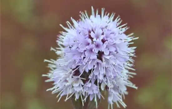 Mentha aquatica, rosa-violett
