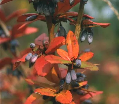 Berberis julianae