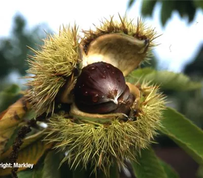 Castanea sativa