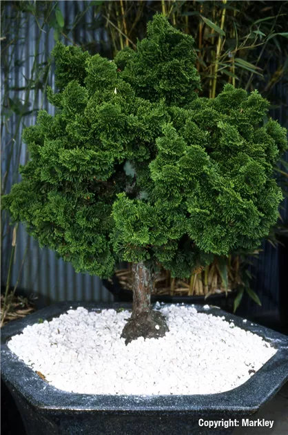 Chamaecyparis obtusa 'Nana Gracilis'